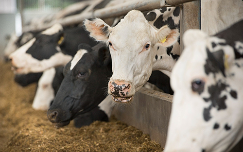 ABB Supplies Automation System for Cattle Feed Additive Facility to Support Methane Reduction Goals